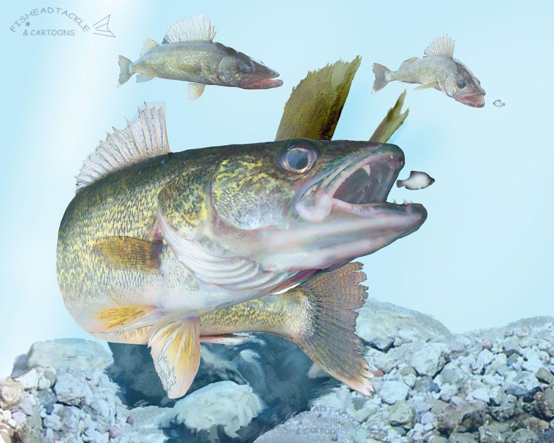 Walleye Wallpapers - Wallpaper Cave