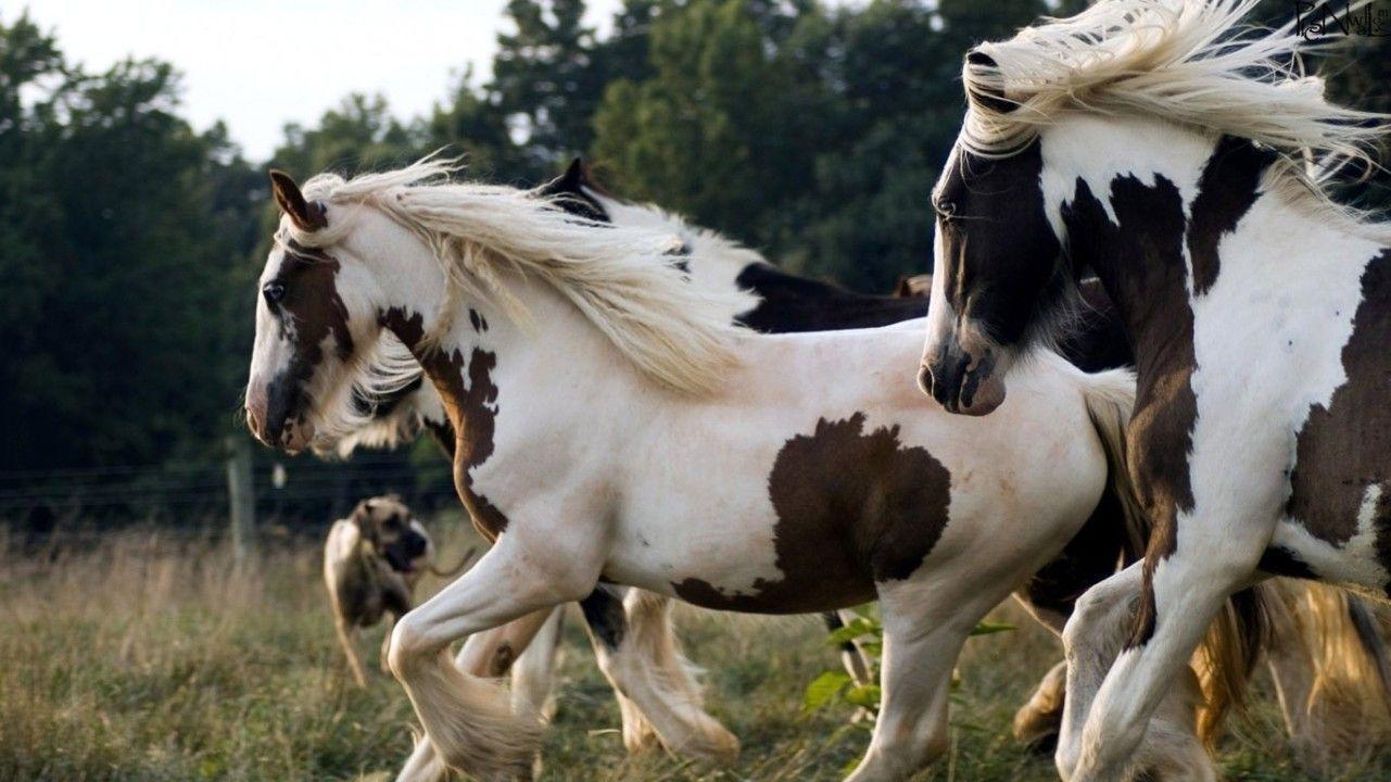 Wallpaper For > Beautiful Horse Picture Desktop Background