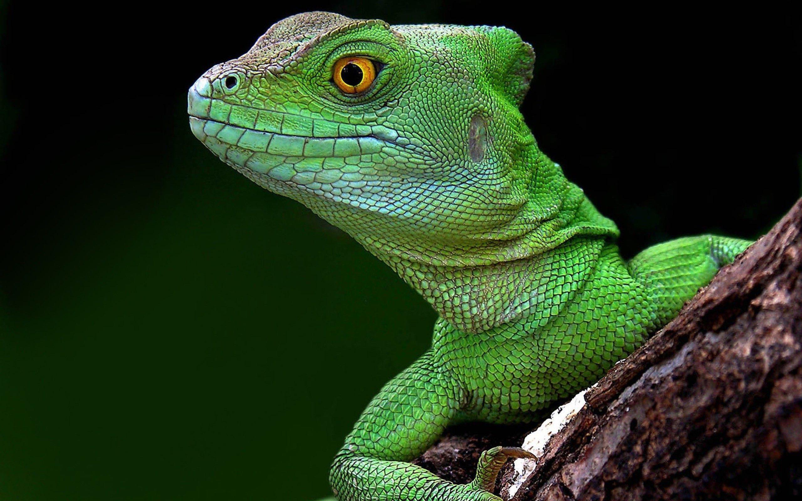 Head Green Lizard Wallpaper. Paravu.com