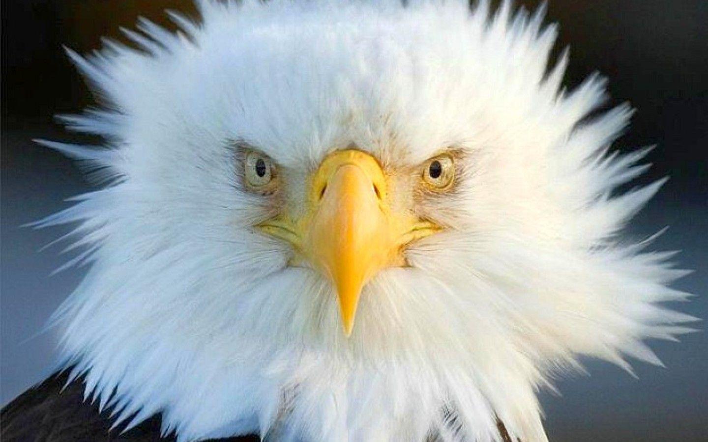 Related Picture Golden Eagle Birds Wallpaper Background Free