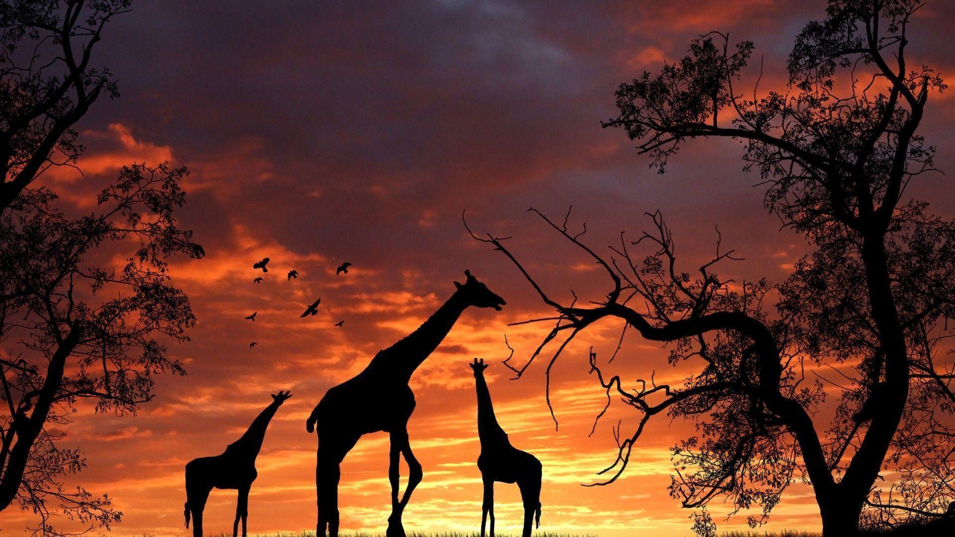 Giraffe Dream Desktop Background Wallpaper, Free Animals Wallpaper