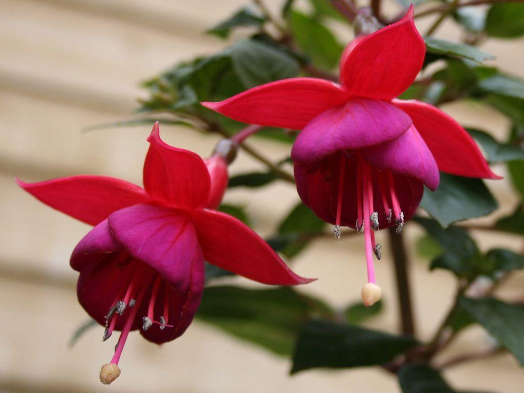 free desktop background wallpaper