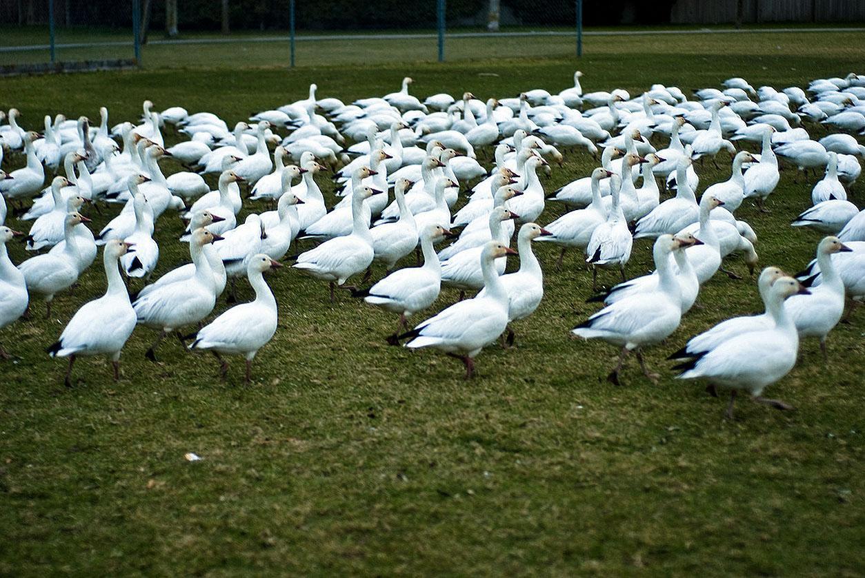 Free wallpaper Russian snow geese bird