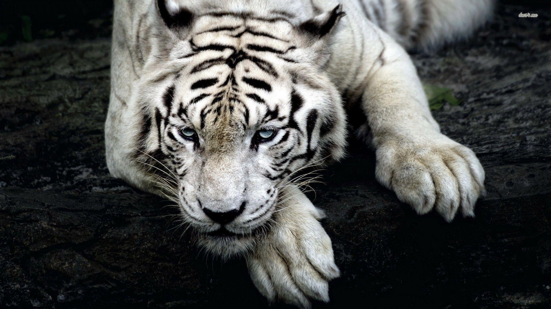 White tiger wallpaper wallpaper - #