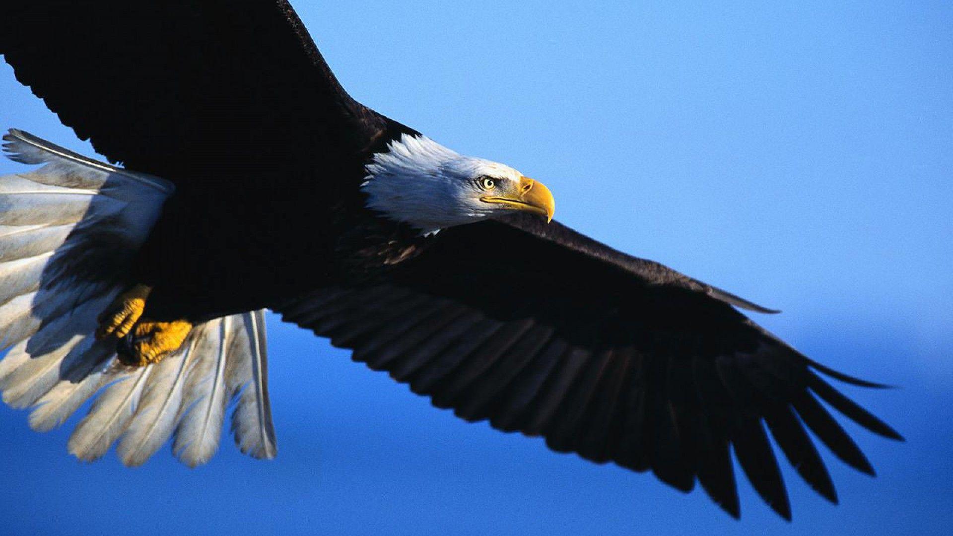 Eagle wallpaper desktop in quality able state