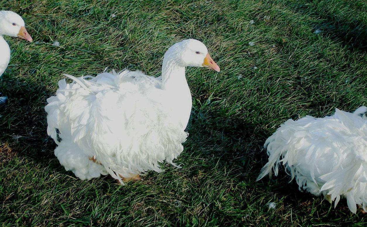 Geese Wallpapers - Wallpaper Cave