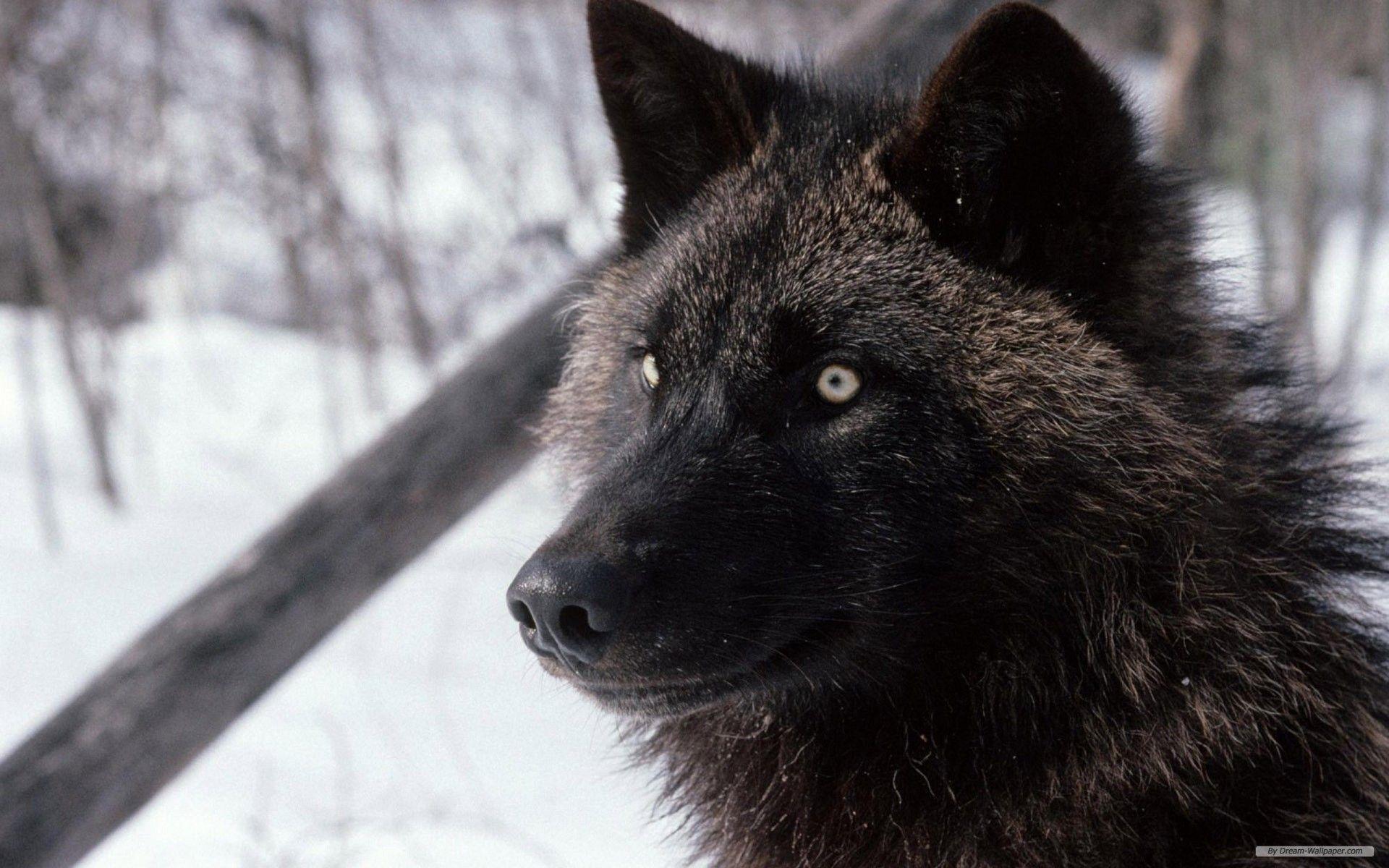 Wallpaper animal black wolf Animal
