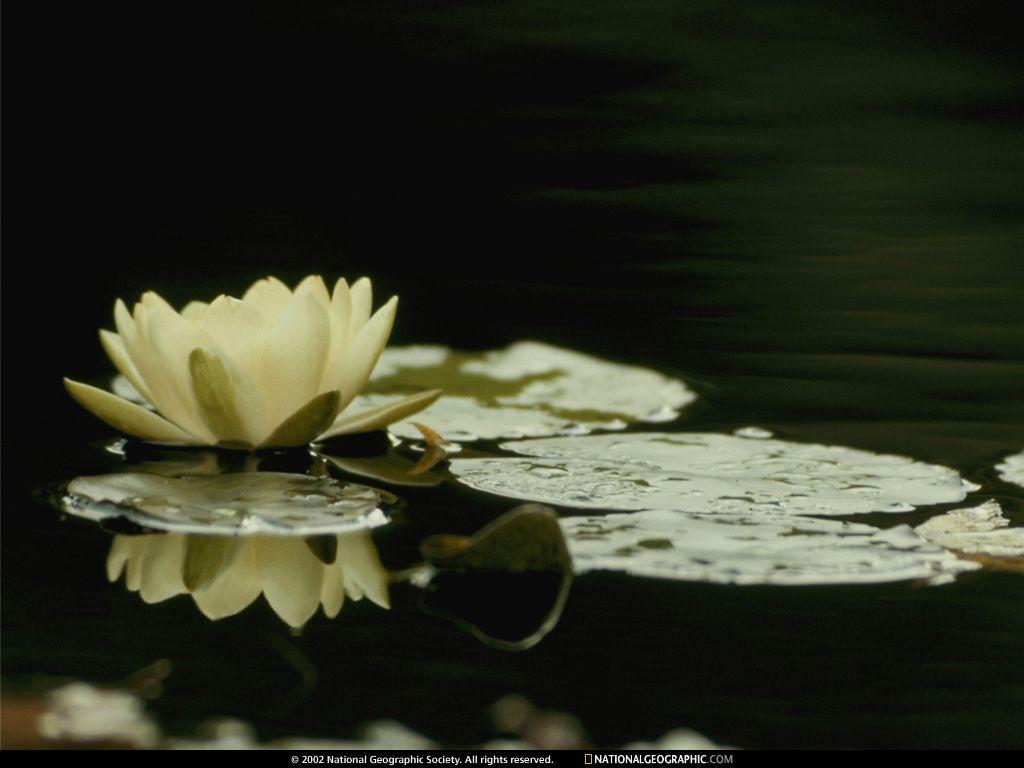 Lily Pad, Photo of the Day, Picture, Photography, Wallpaper