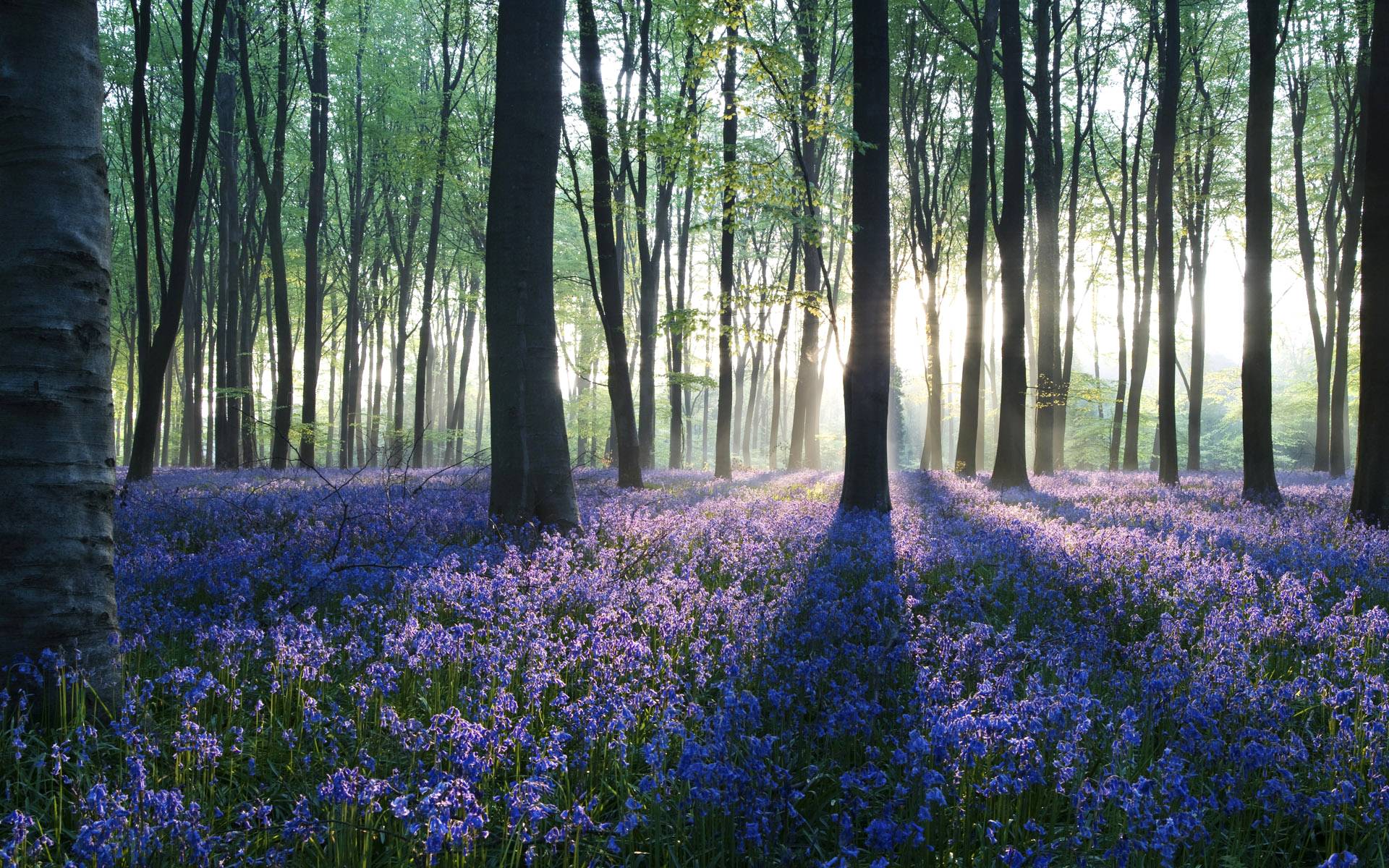 Swish Fair Nature Dawn in Forest Desktop Pc Image HD Wallpaper