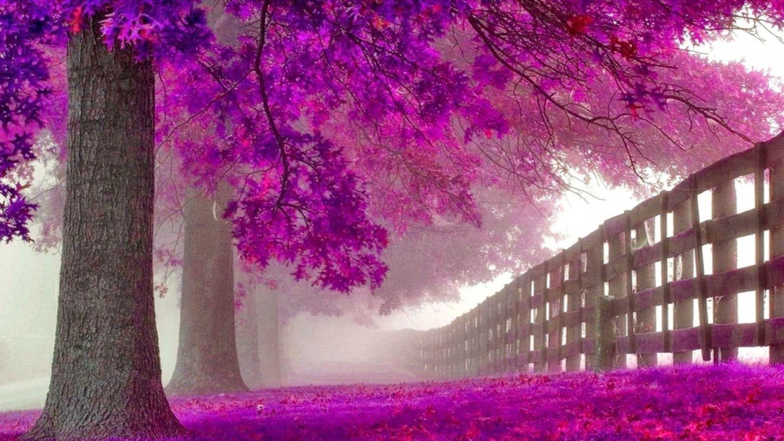 HD Wallpaper Desktop: Purple Tree HD Wallpaper