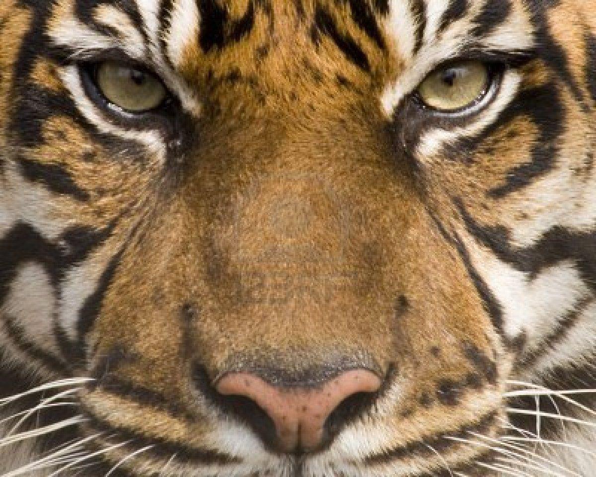 Amur Tiger Face