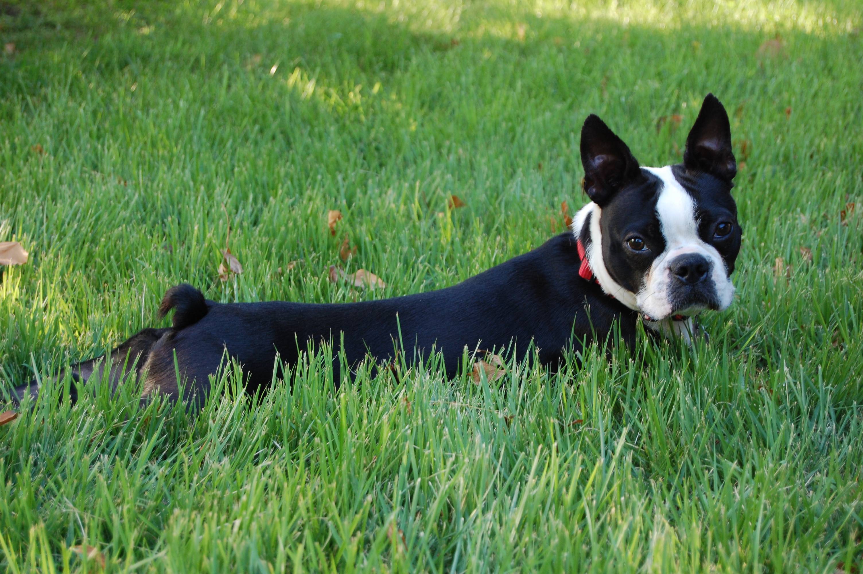 Boston Terrier Wallpaper 2013