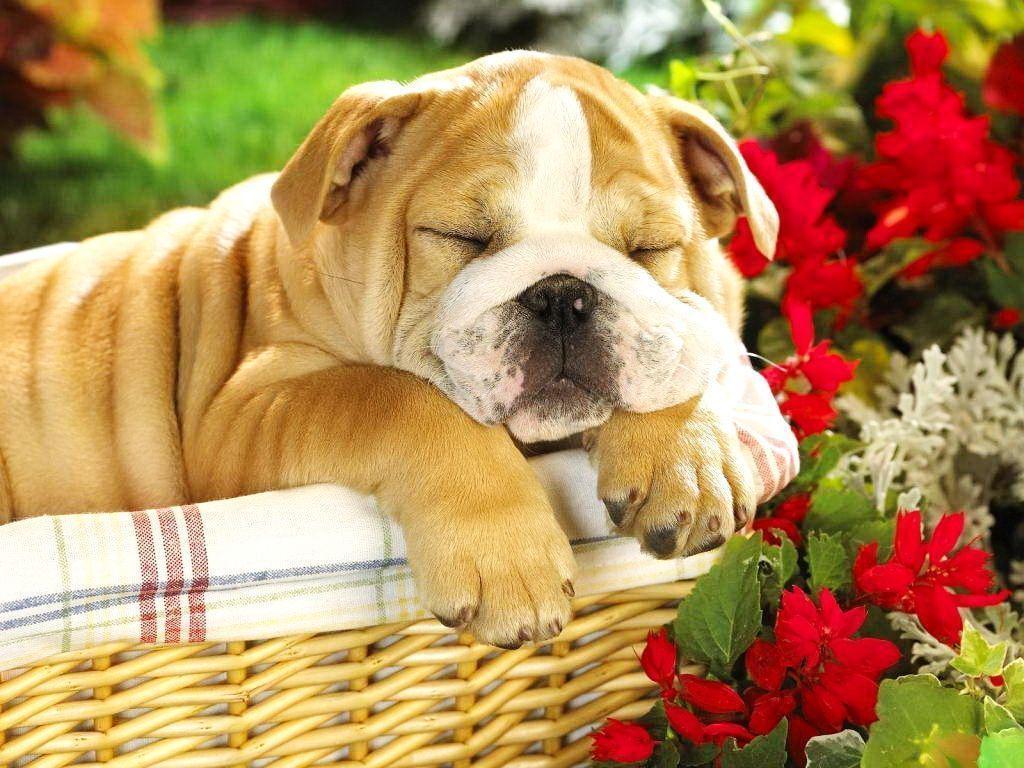 Nice English Bulldog Sleeping In Basket With Flowers Wallpaper