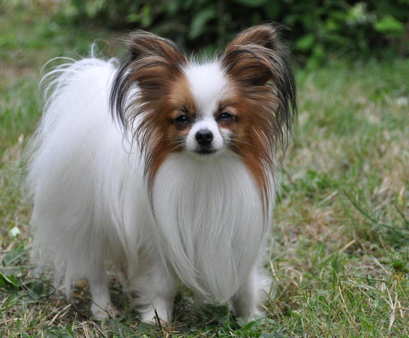 Funny Wallpaper Papillon With Long Hairy Ears Dog Breeds