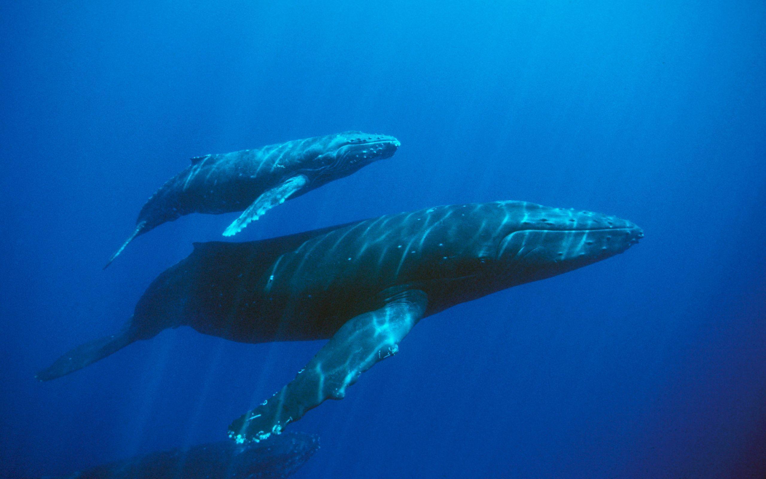 Blue Whale Photos