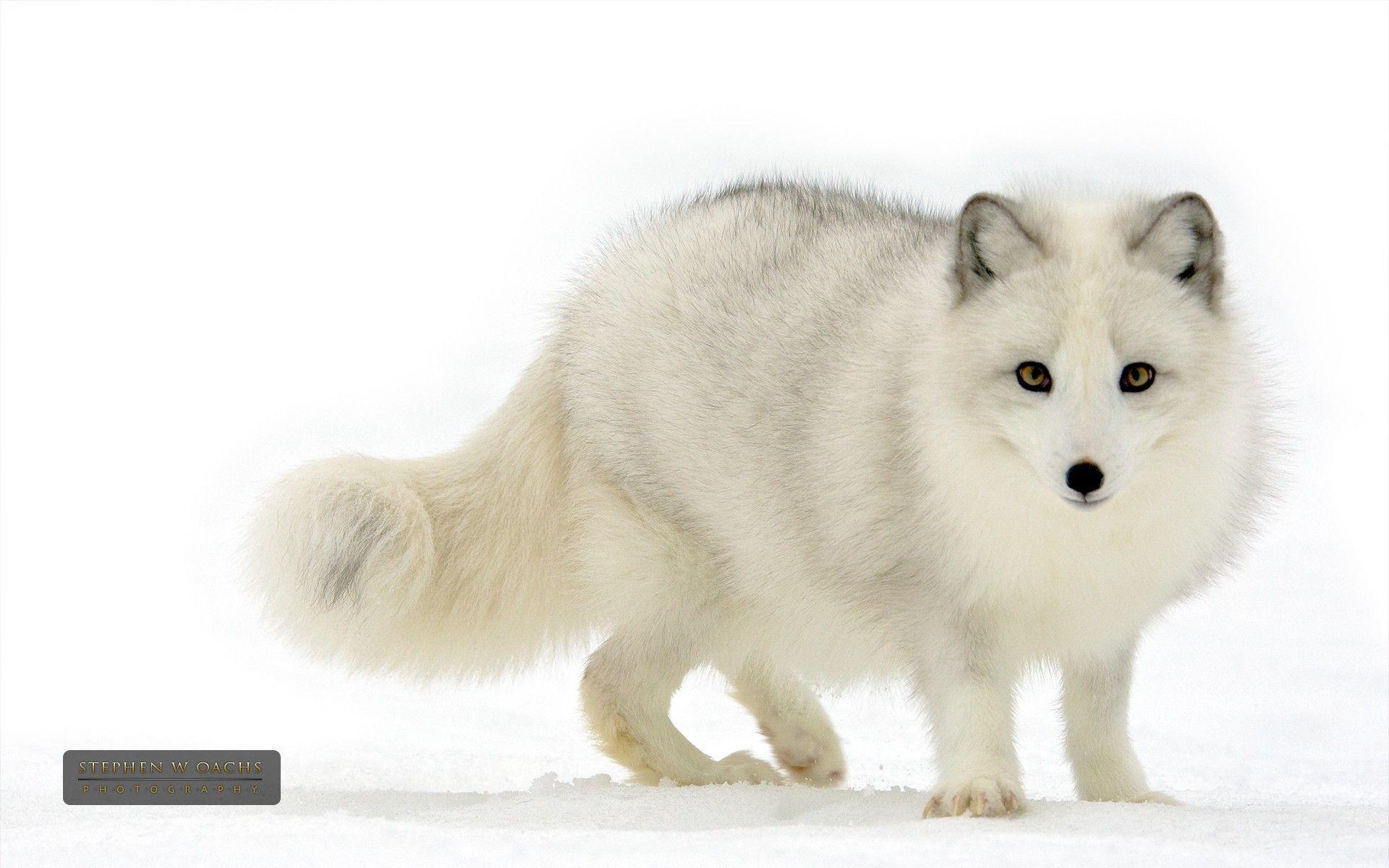 Wallpaper ID 111811  animals arctic fox snow free download