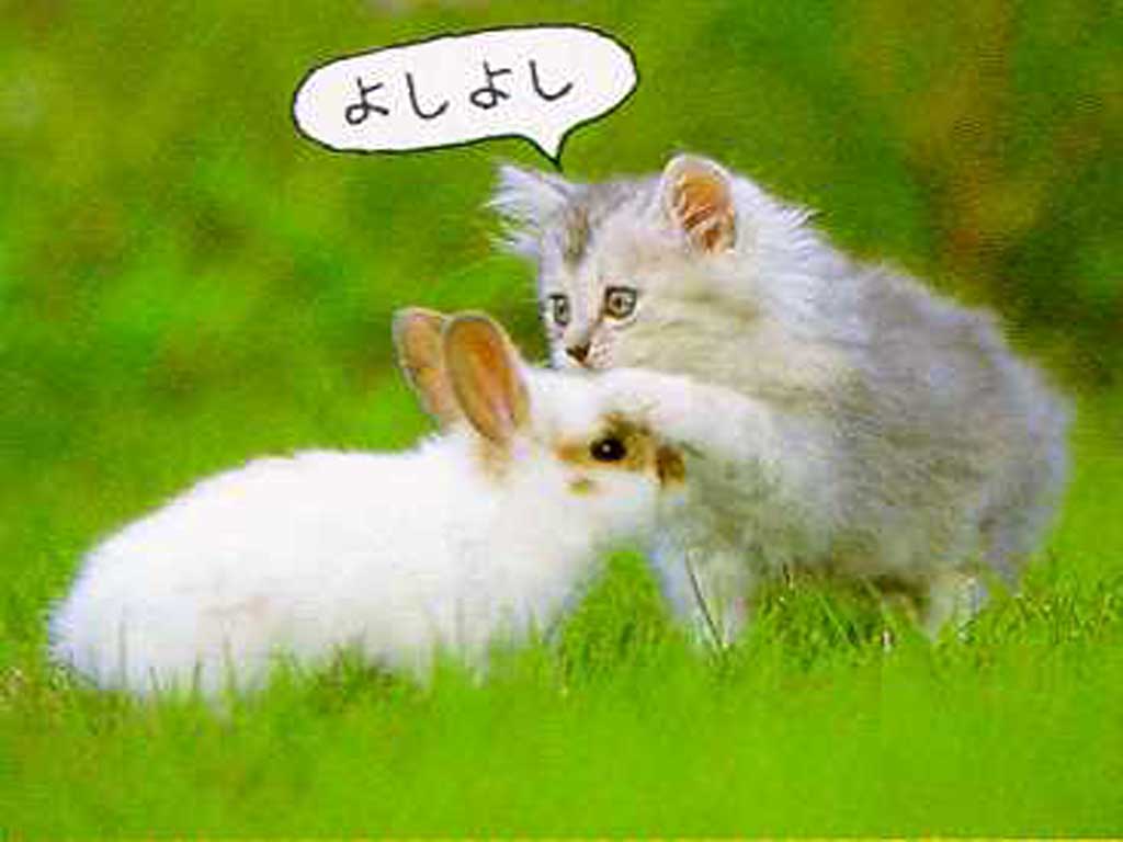 Rabbit Wallpaper Cartoon 25768 HD Wallpaper in Animals
