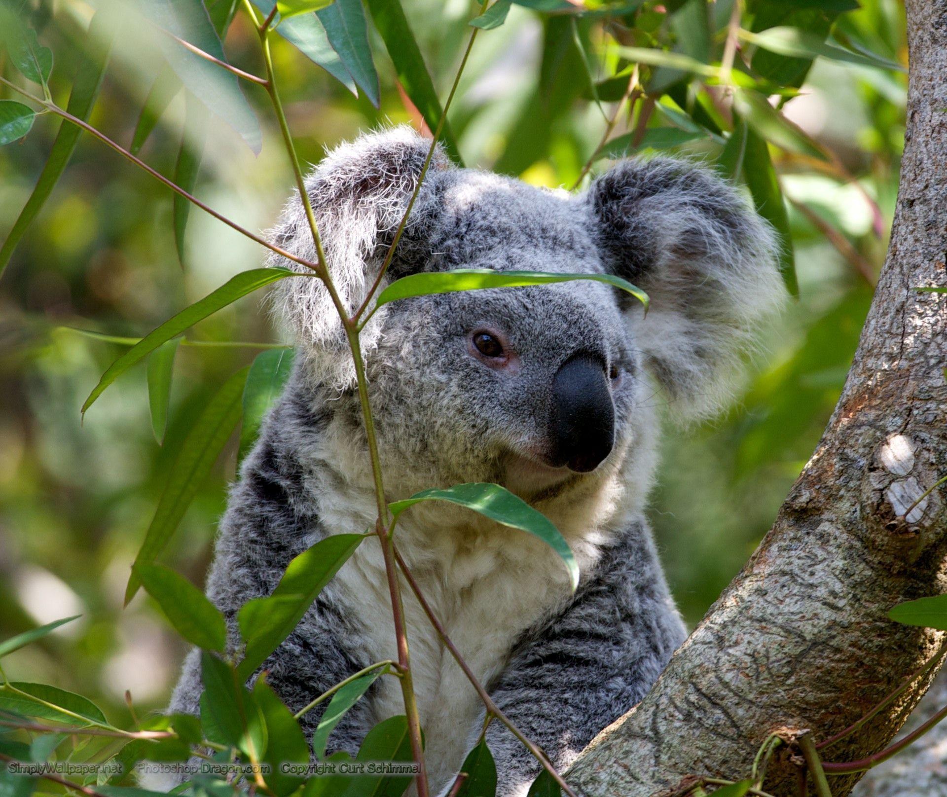 Grey Koala Bear Desktop Wallpaper