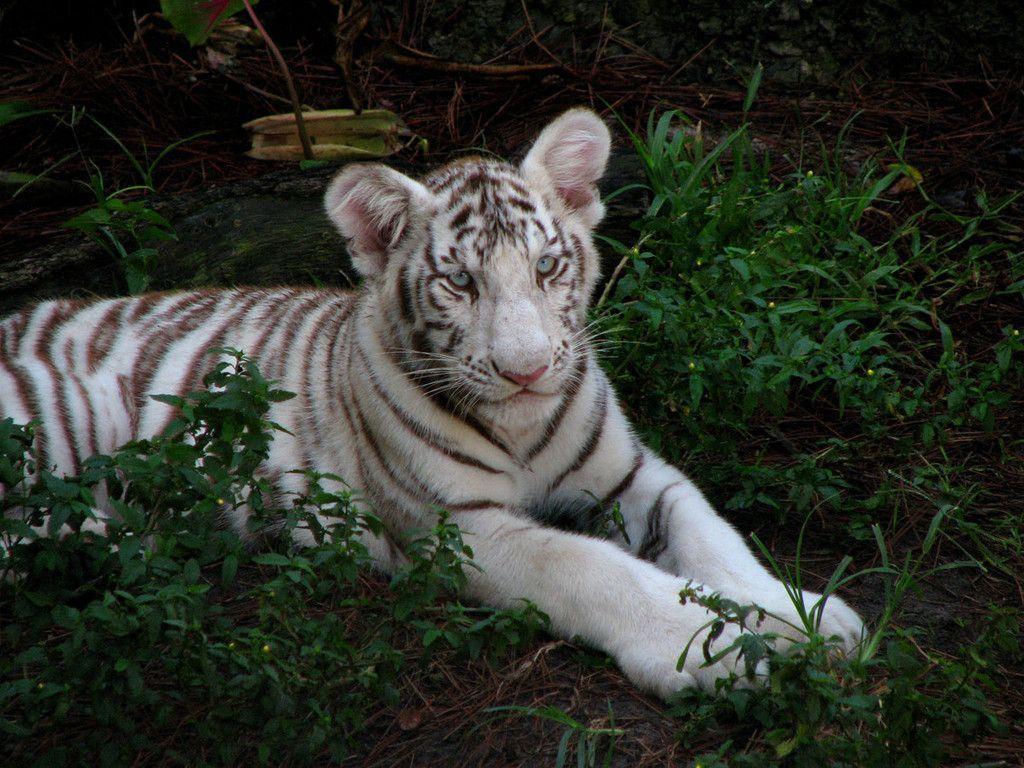 White Tiger Cub Wallpapers 8048 HD Wallpapers