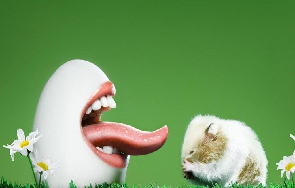 Memes For > Funny Hamster Background