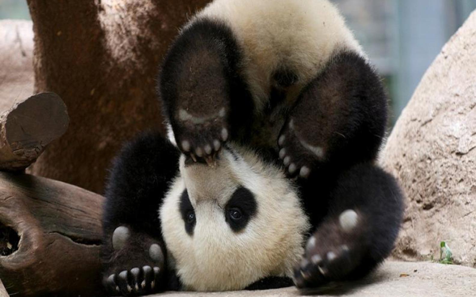 cute baby panda bears wallpaper