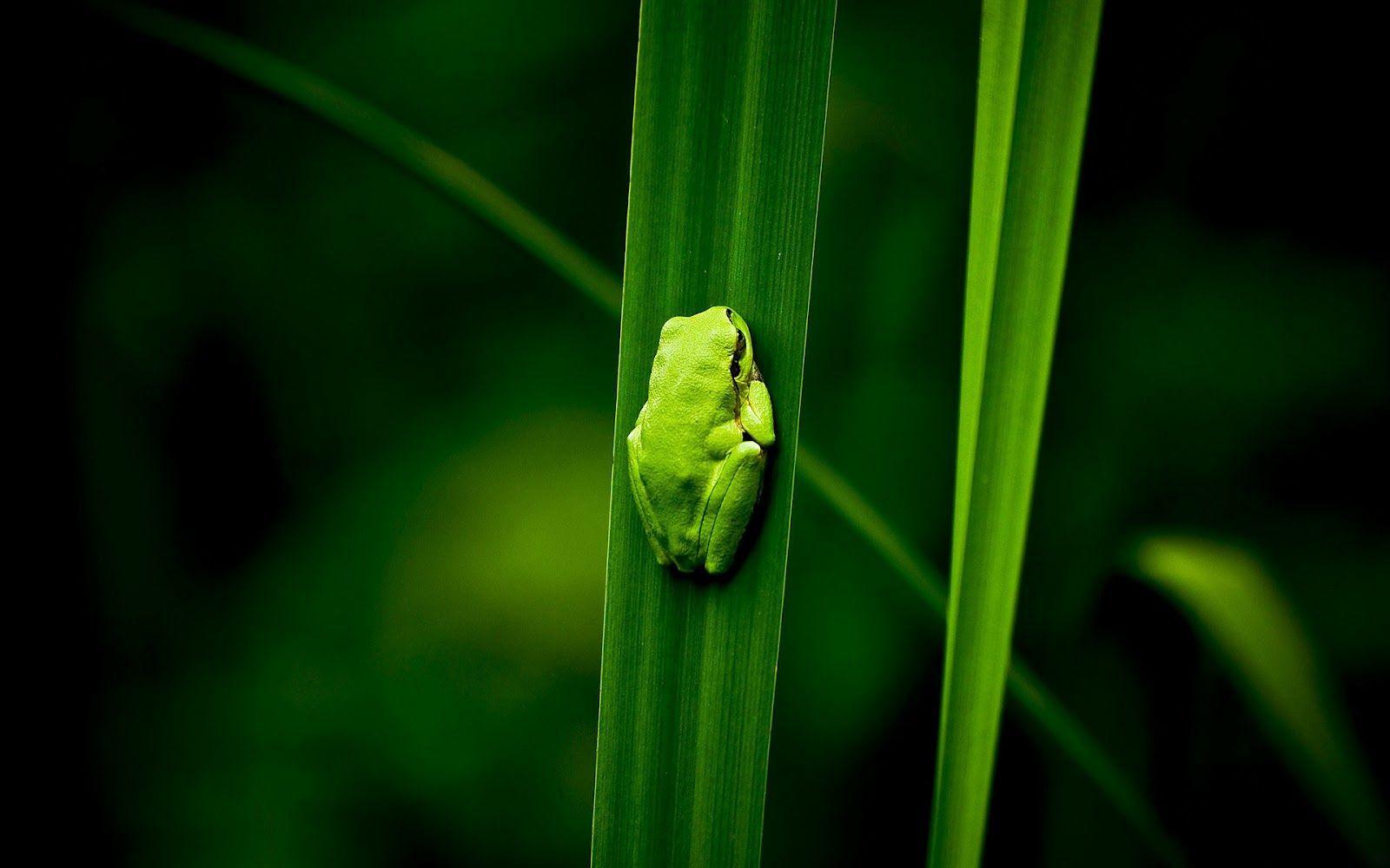 Green frog on green leaf wallpaper. HD Animals Wallpaper