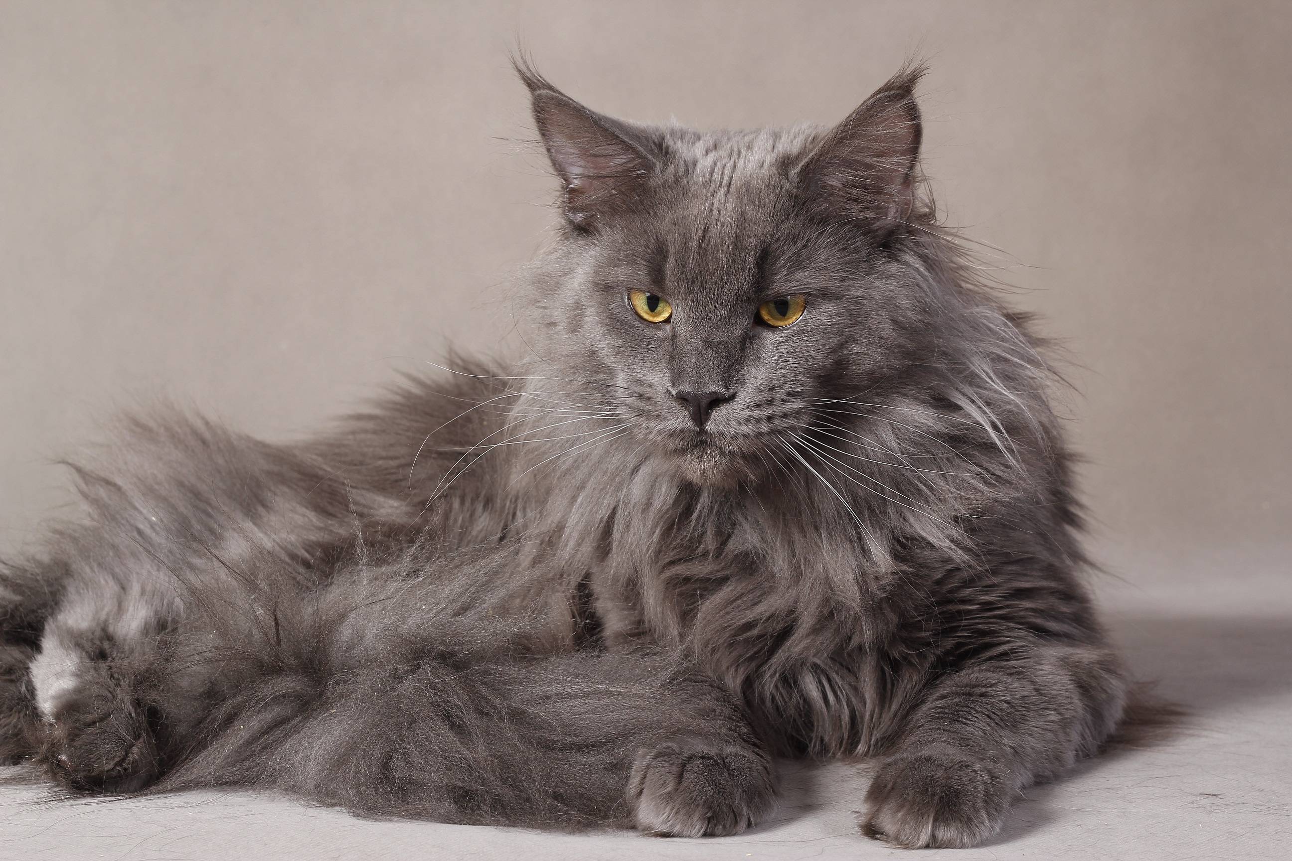 Maine Coon Wallpapers Wallpaper Cave