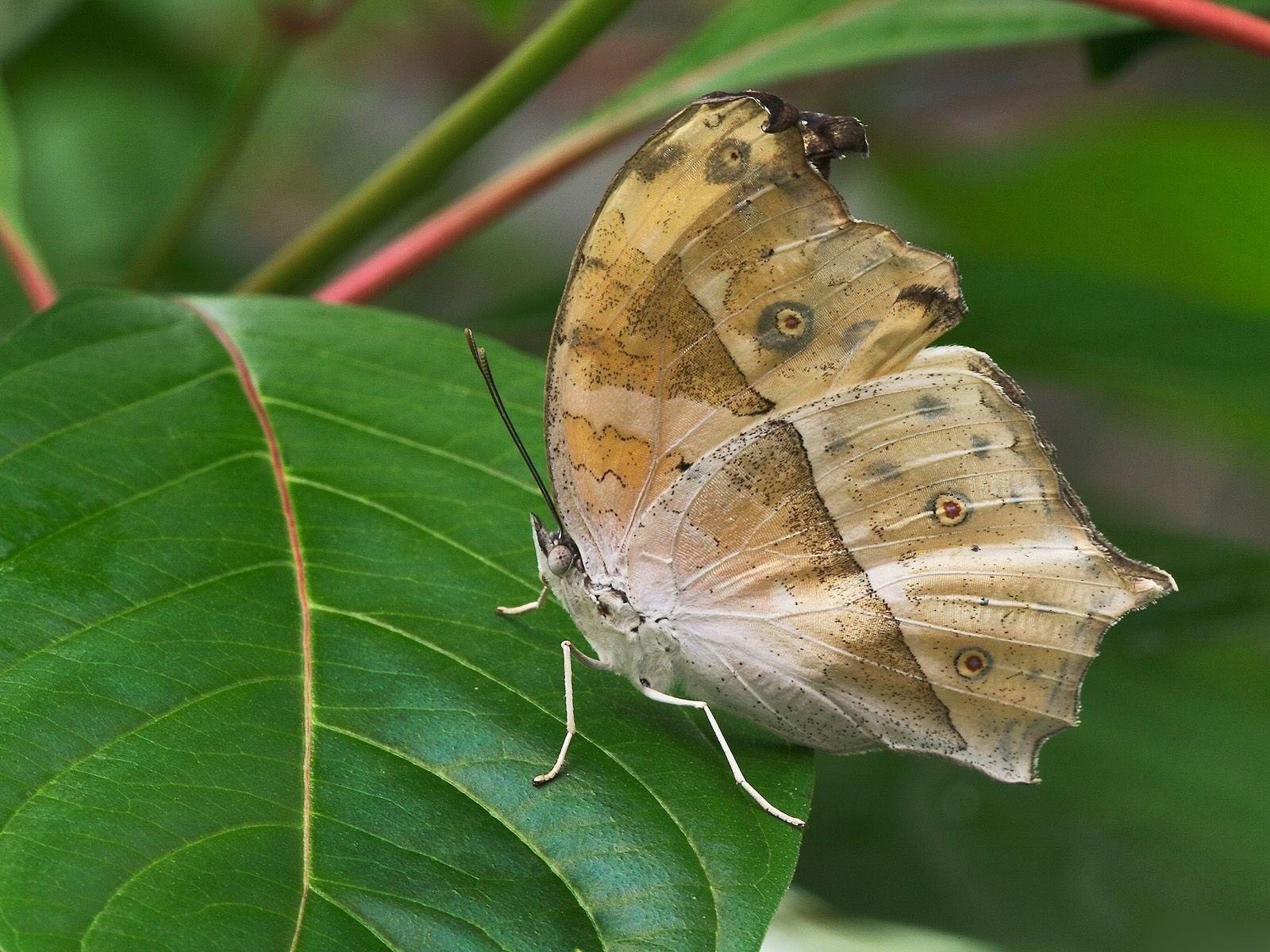 Desktop background // Animal Life // Butterfly. Insects