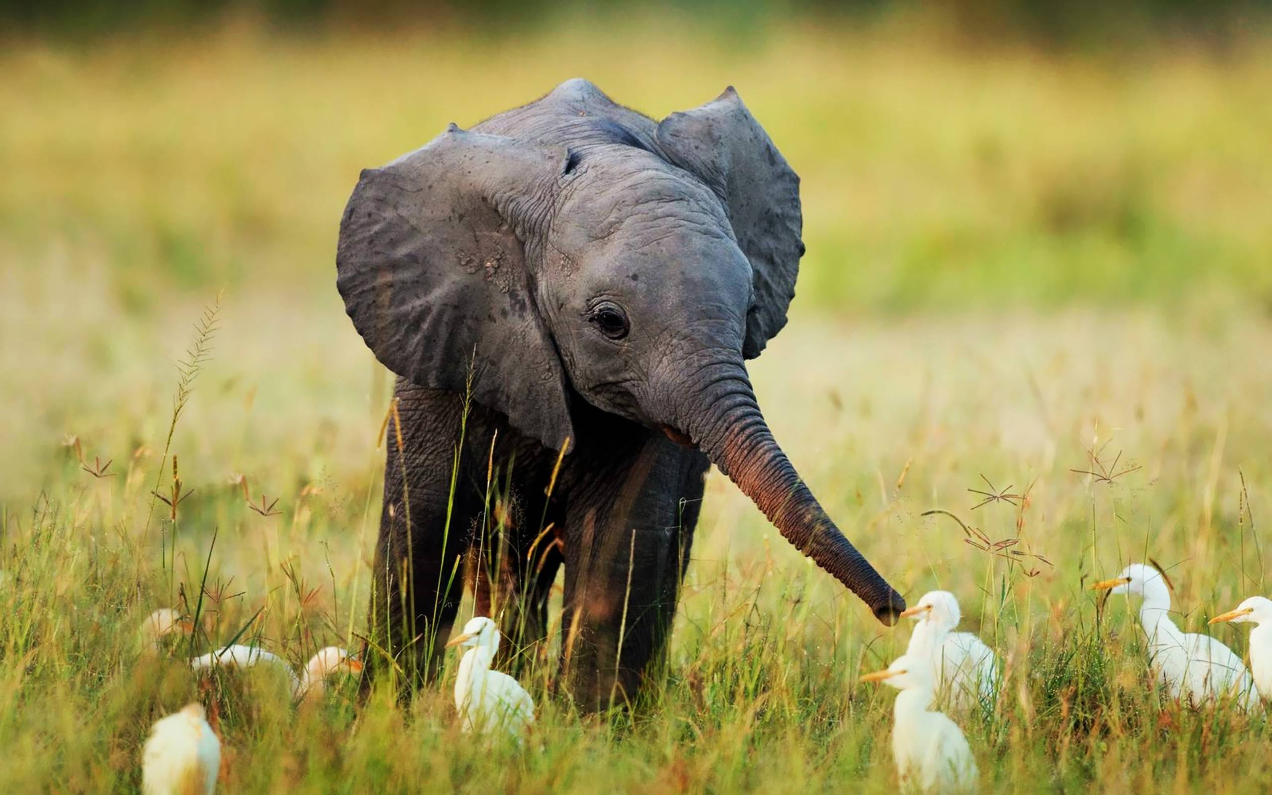 Download Nature Animals Cute Little Baby Elephant Res Wallpaper