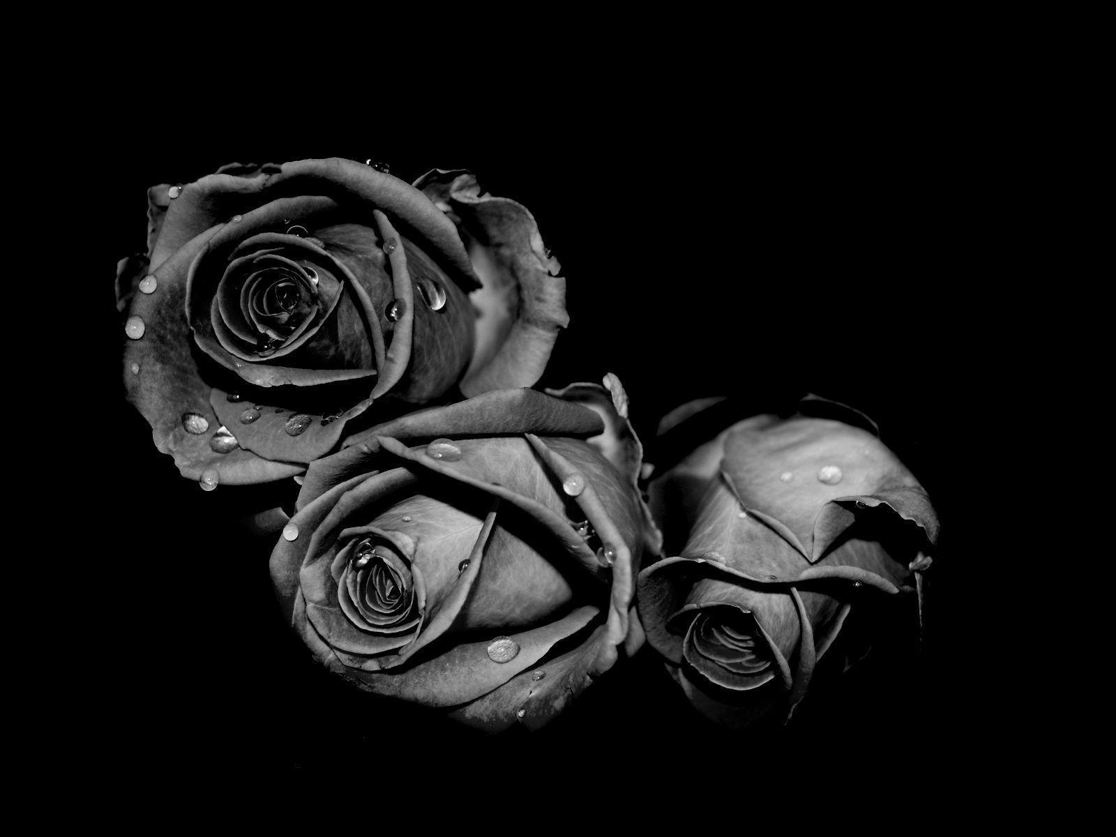 Flowers For > Black Roses Background