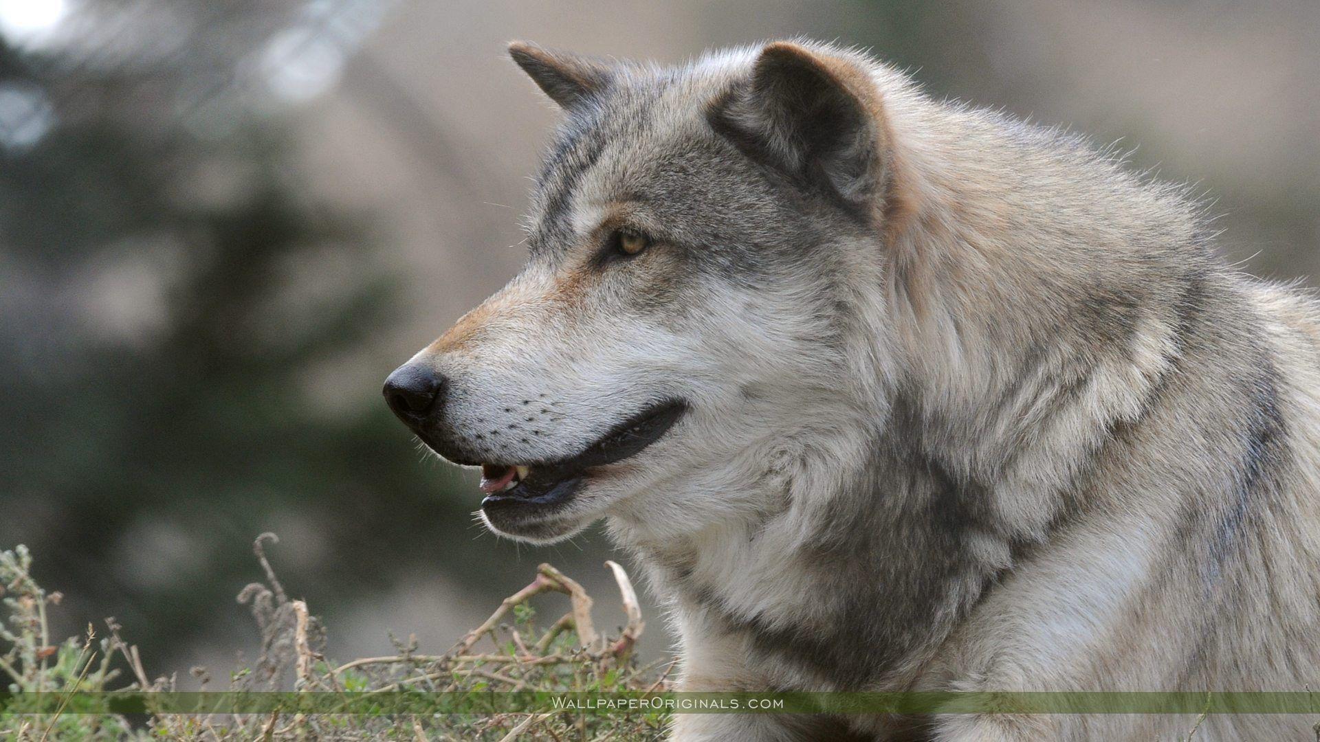 Widescreen Gray wolf Image 07