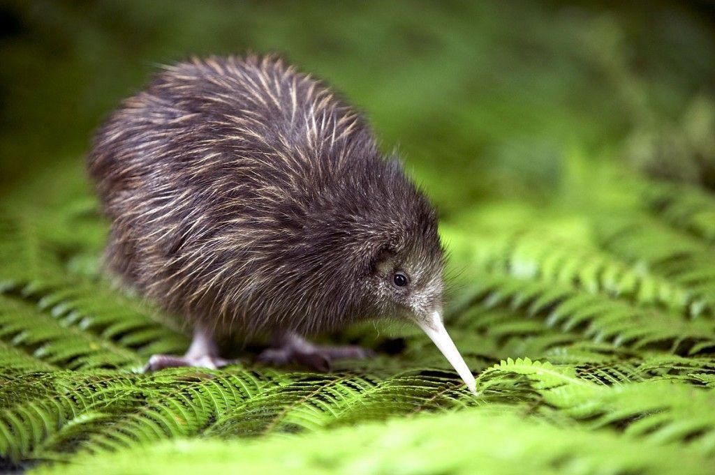 Kiwi Collection, Desktop and mobile wallpaper