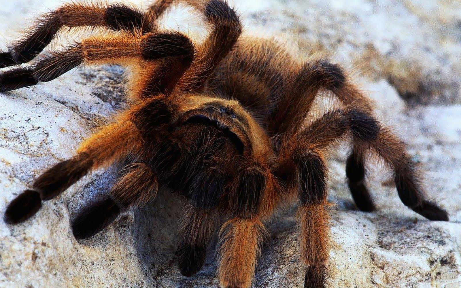 Scary Spider HD Desktop Wallpaper