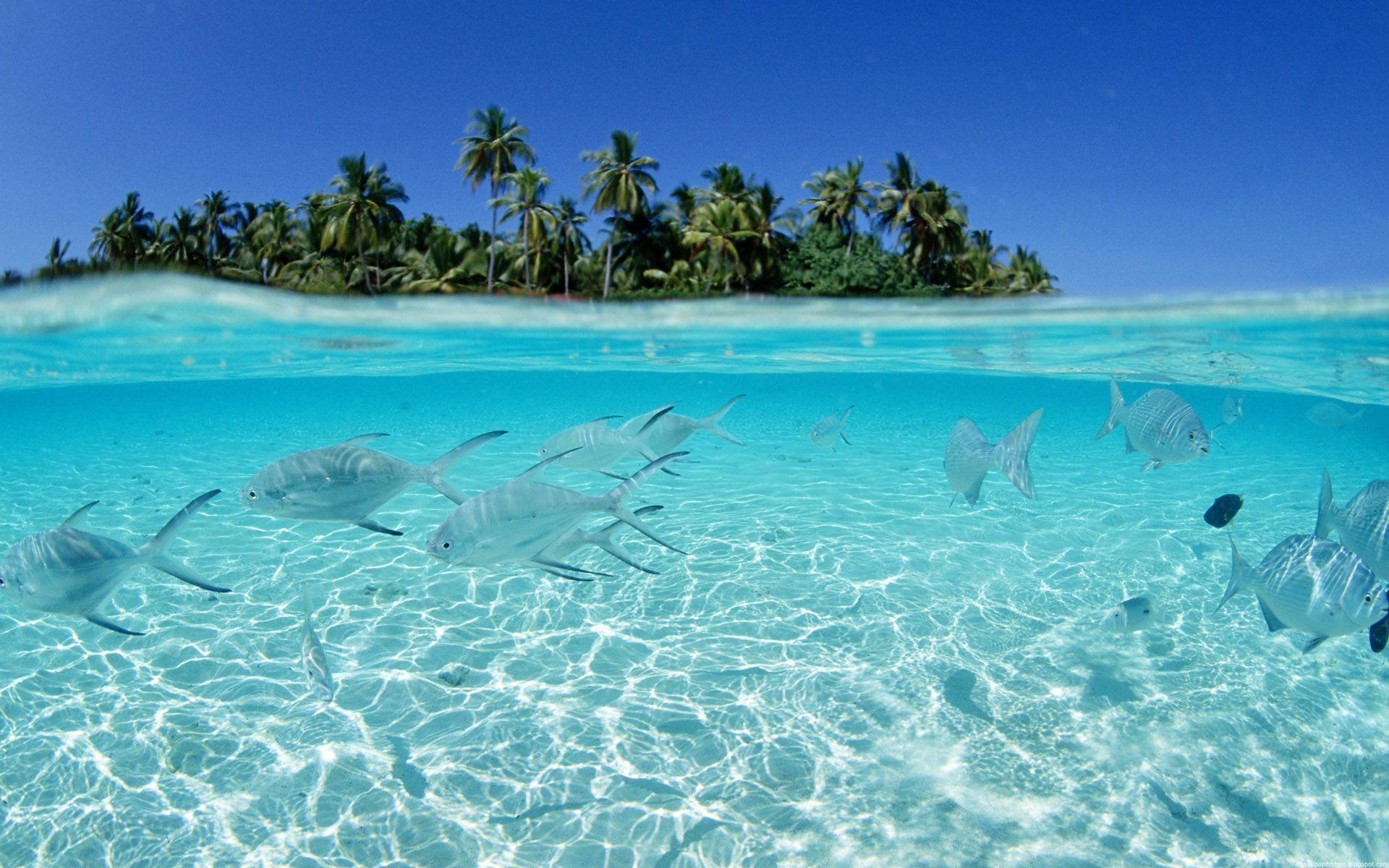 Tropical Island And Tropical Fish Wallpaper 1920x1200