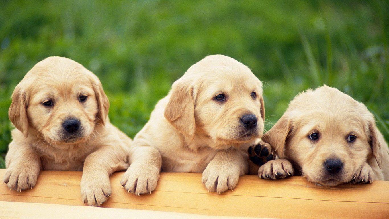 golden retriever puppies wallpaper background. Best Dog Breeds