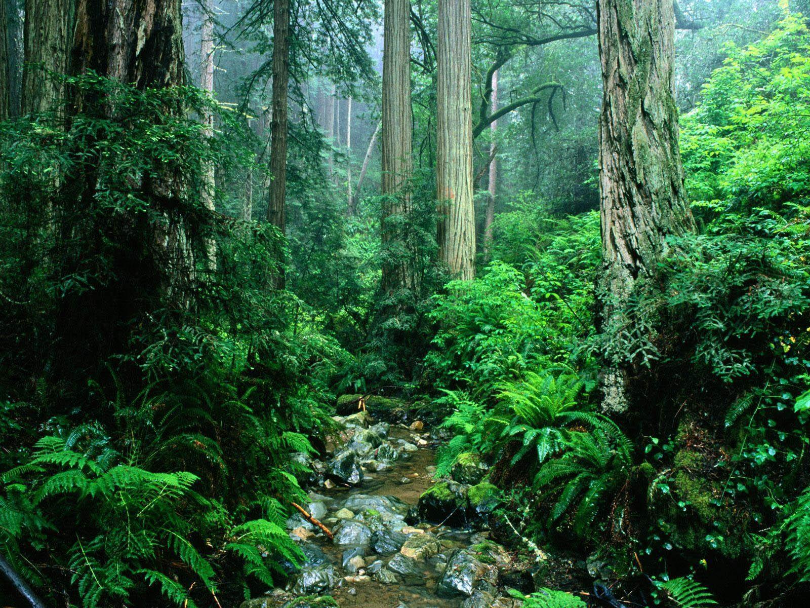 Amazon Rainforest Wallpapers - Wallpaper Cave