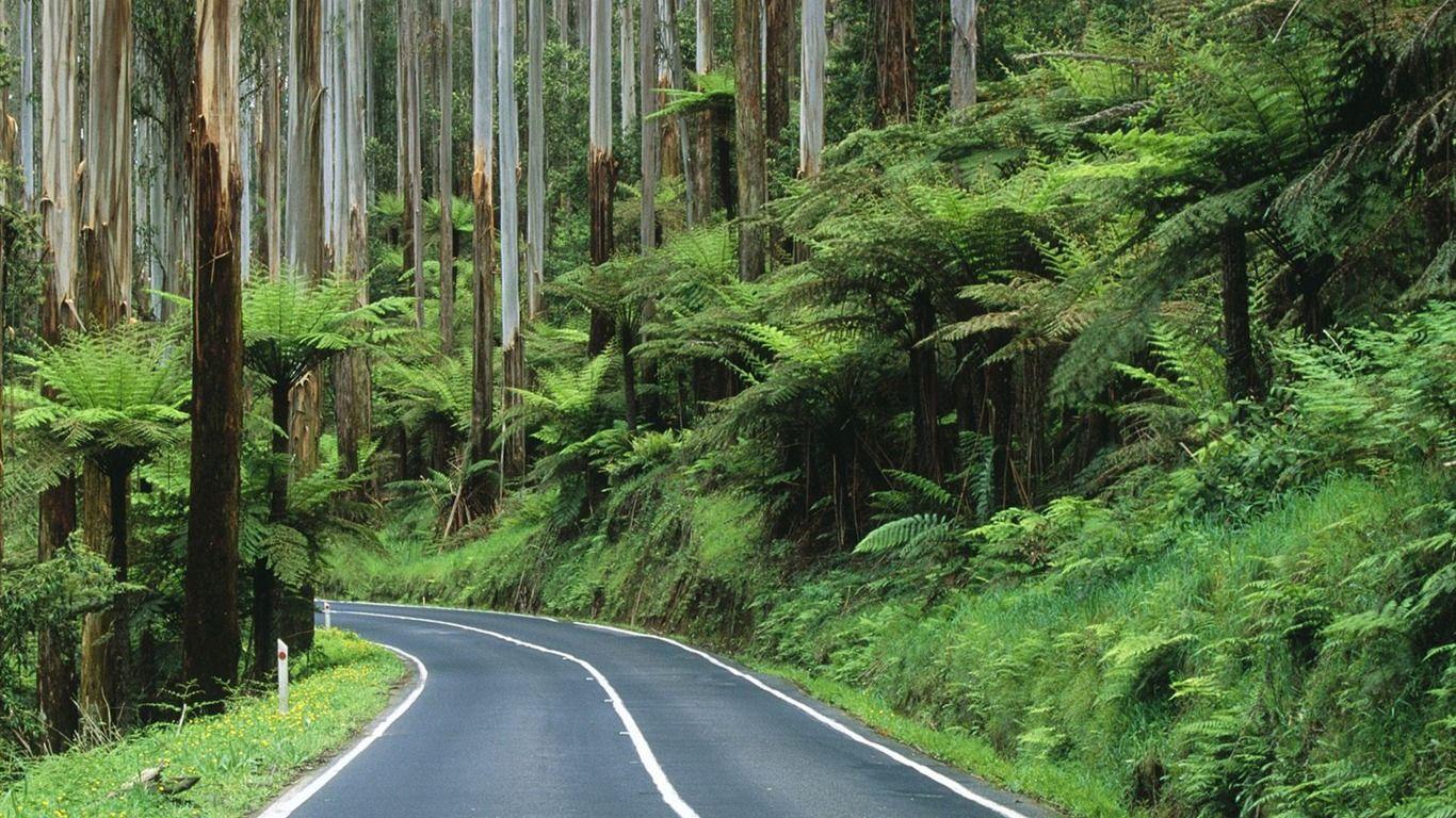Australia Yarra Ranges National Park road through