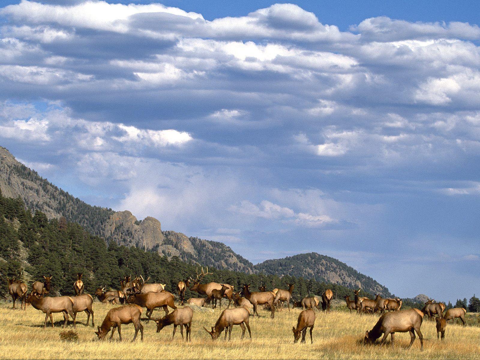 Animals For > Elk Wallpapers Desktop