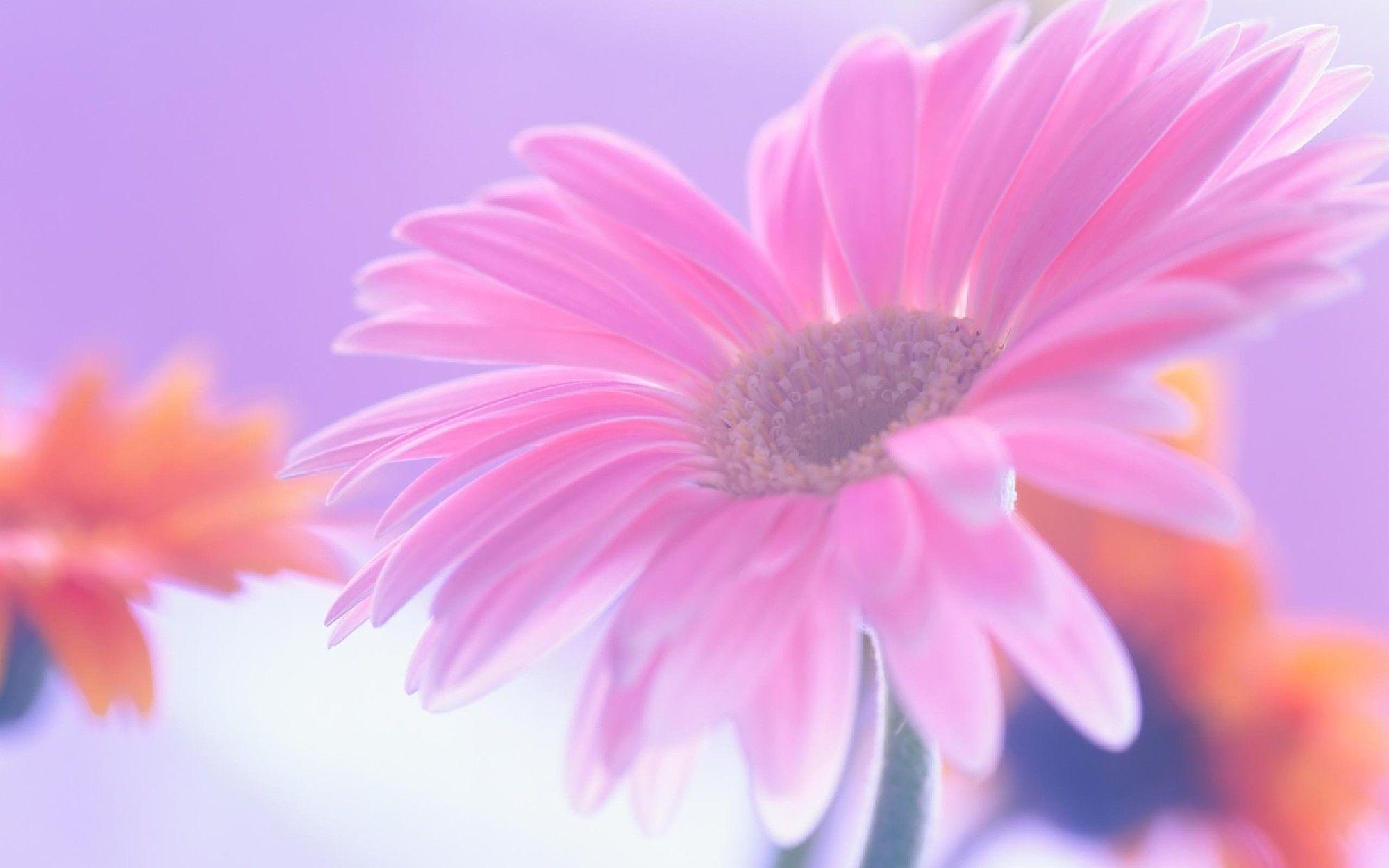 Pink Daisy (id: 85418)