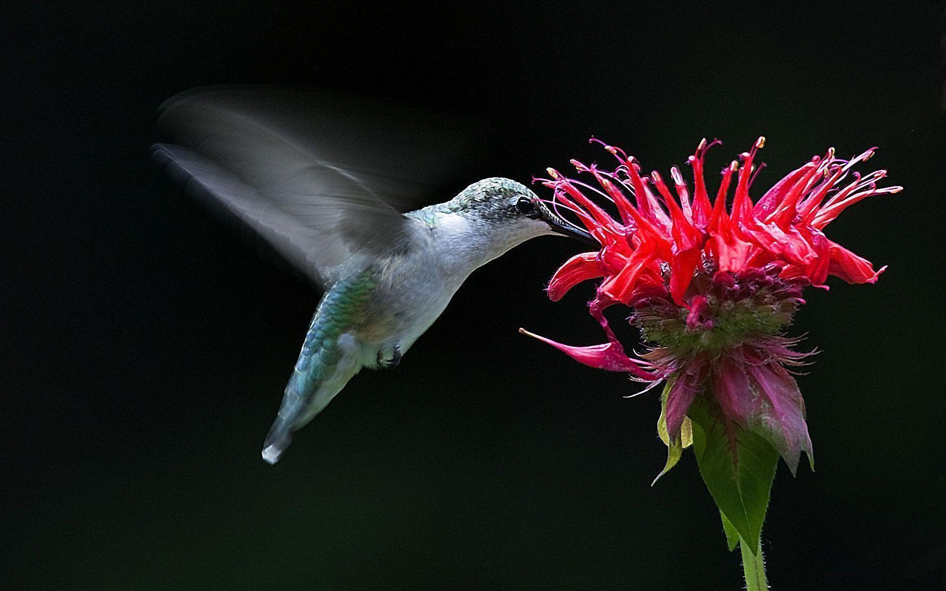 Pix For > Hummingbirds And Flowers Wallpaper