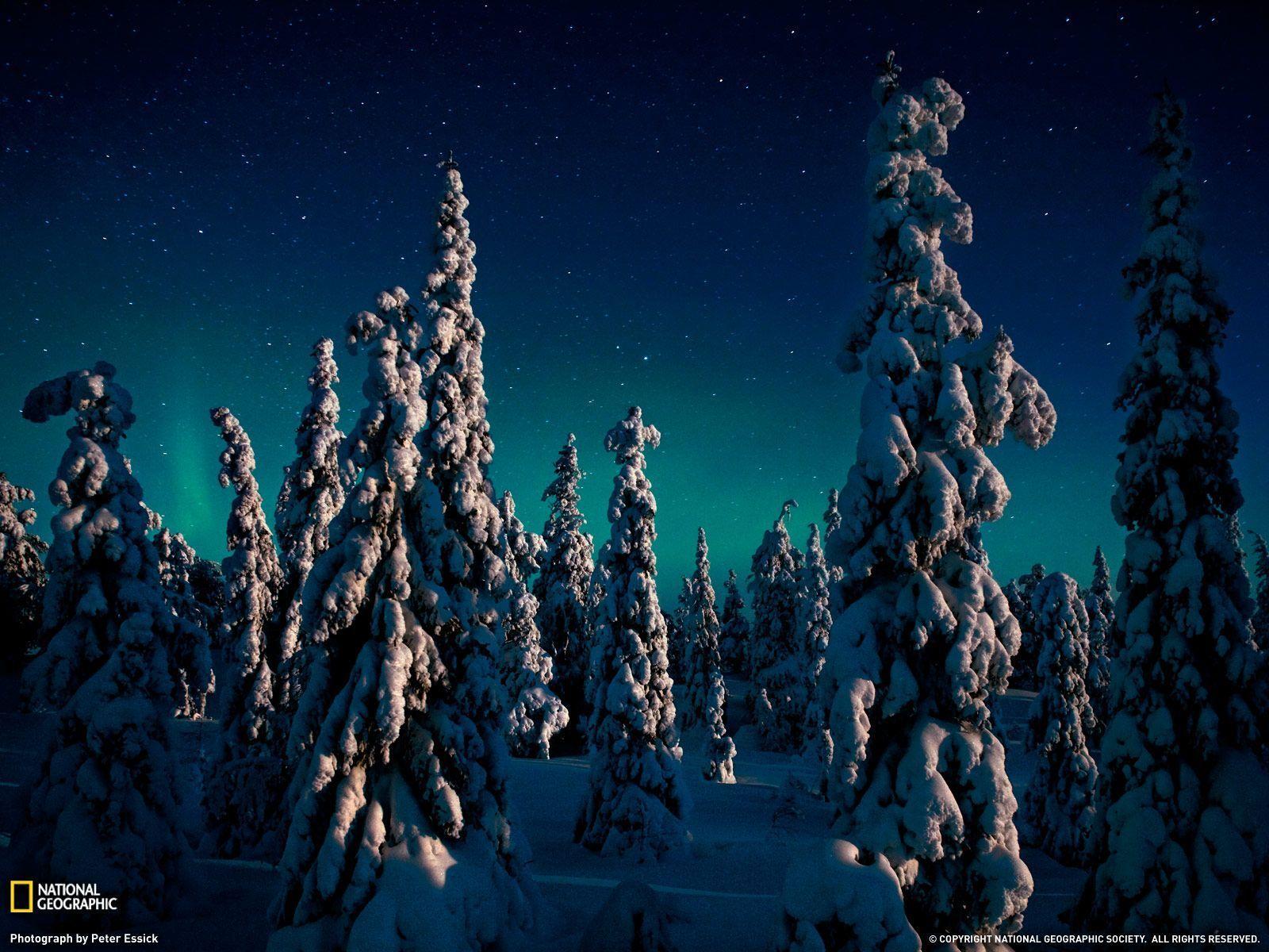 Candle Spruces Photo, Finland Wallpaper Geographic