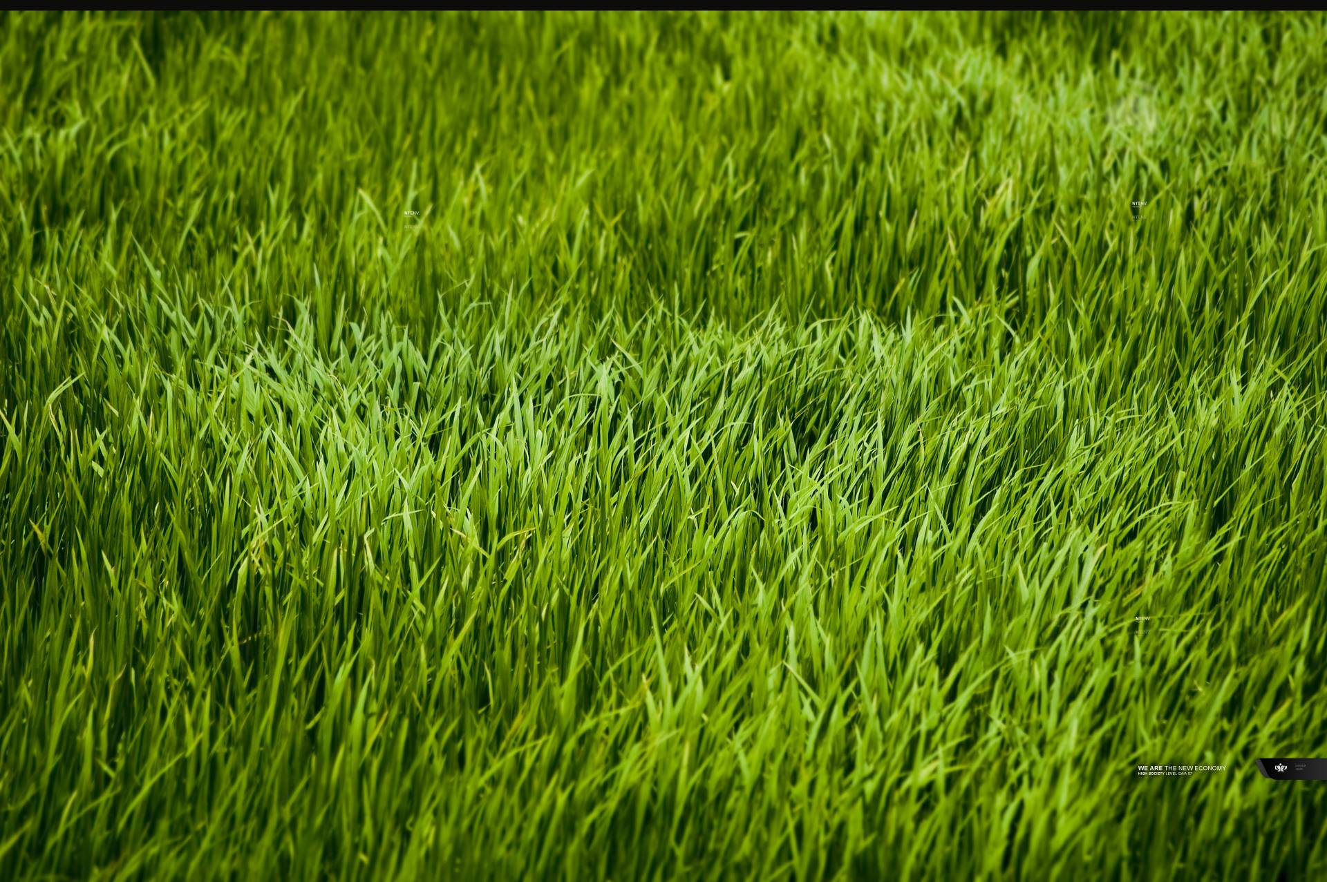 grass wallpaper