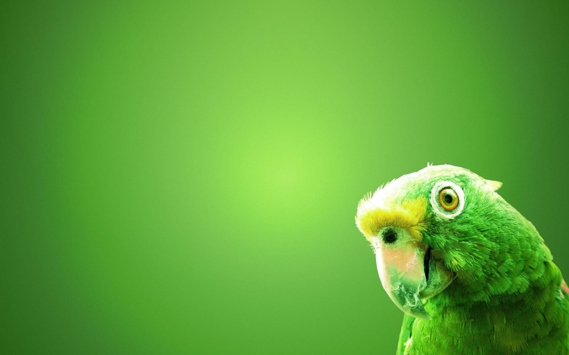 Green Bird Wallpaper