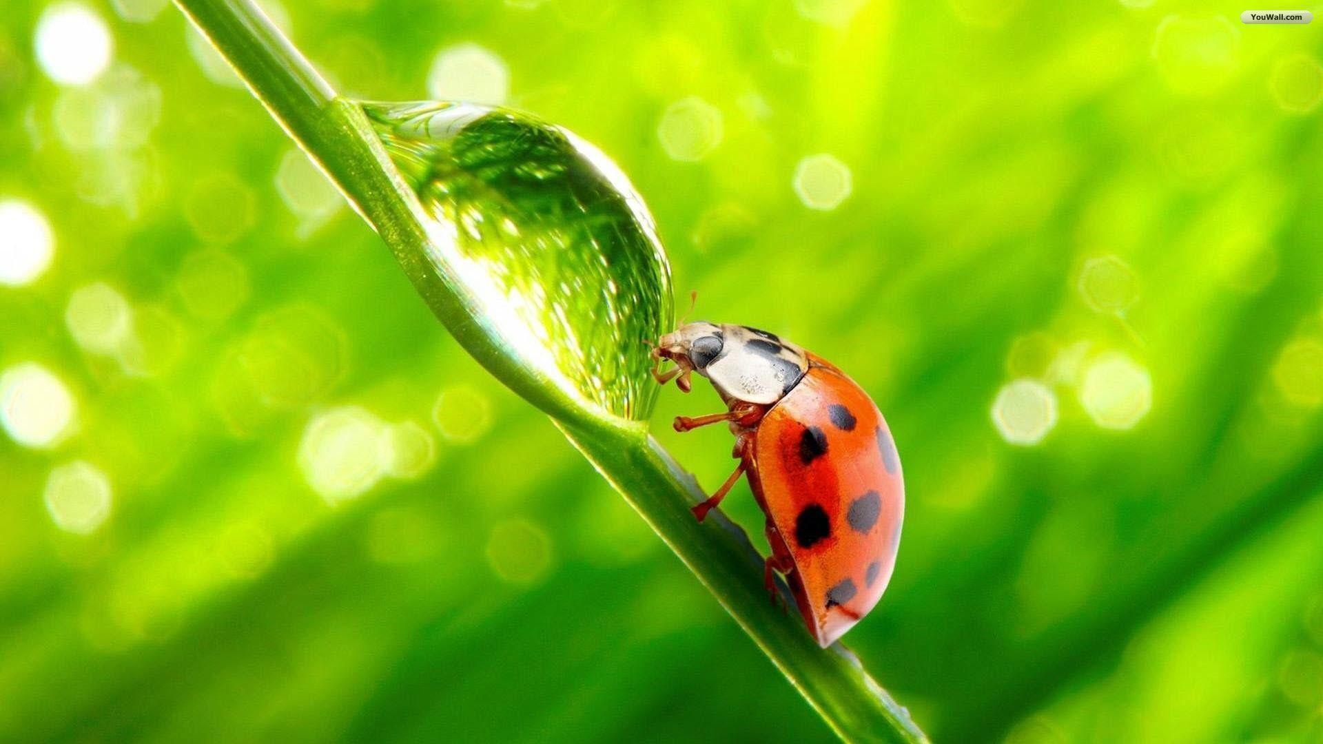 Three Bugs With Green Umbrellas HD Insects Fun Wallpaper