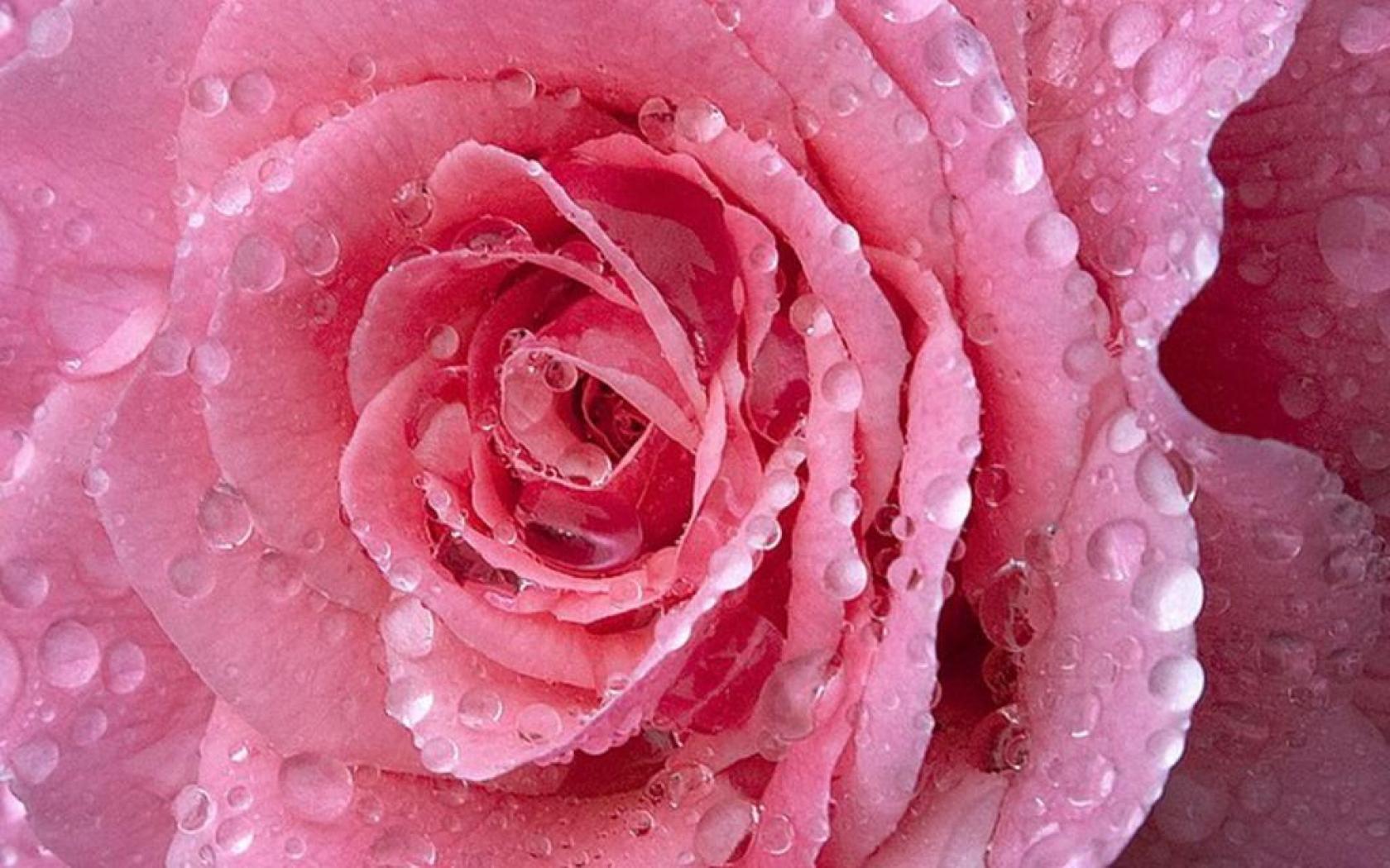 Фотографии розового цвета. Розовые розы. Розовые розы с росой. Красивый розовый. Розовый цвет.