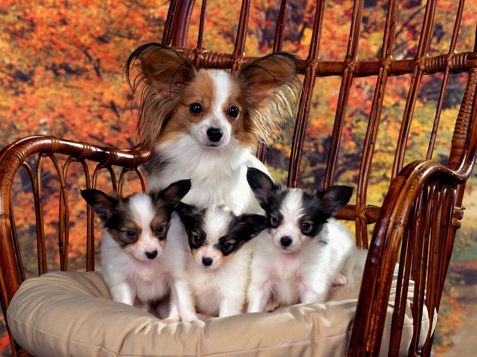 Free wallpaper Papillon mom and puppies