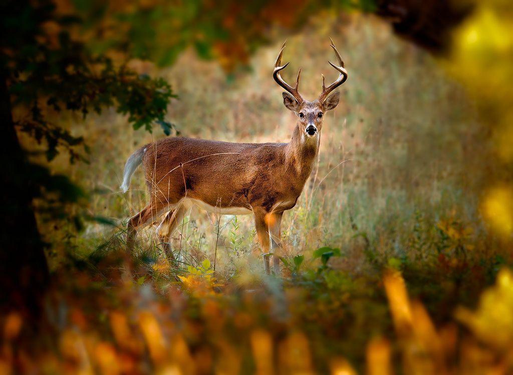 Whitetail Deer Backgrounds - Wallpaper Cave