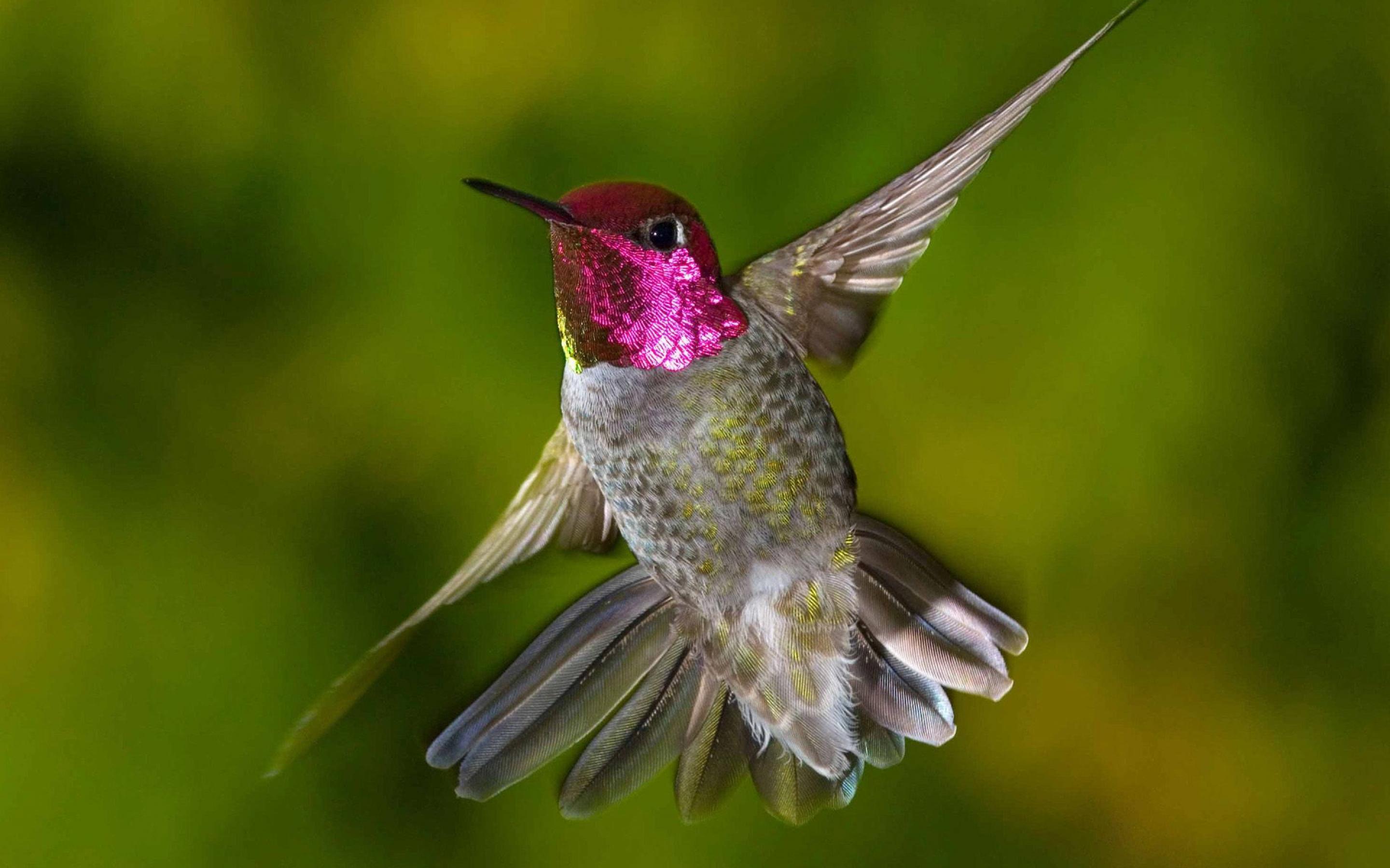 hummingbird nocturnal