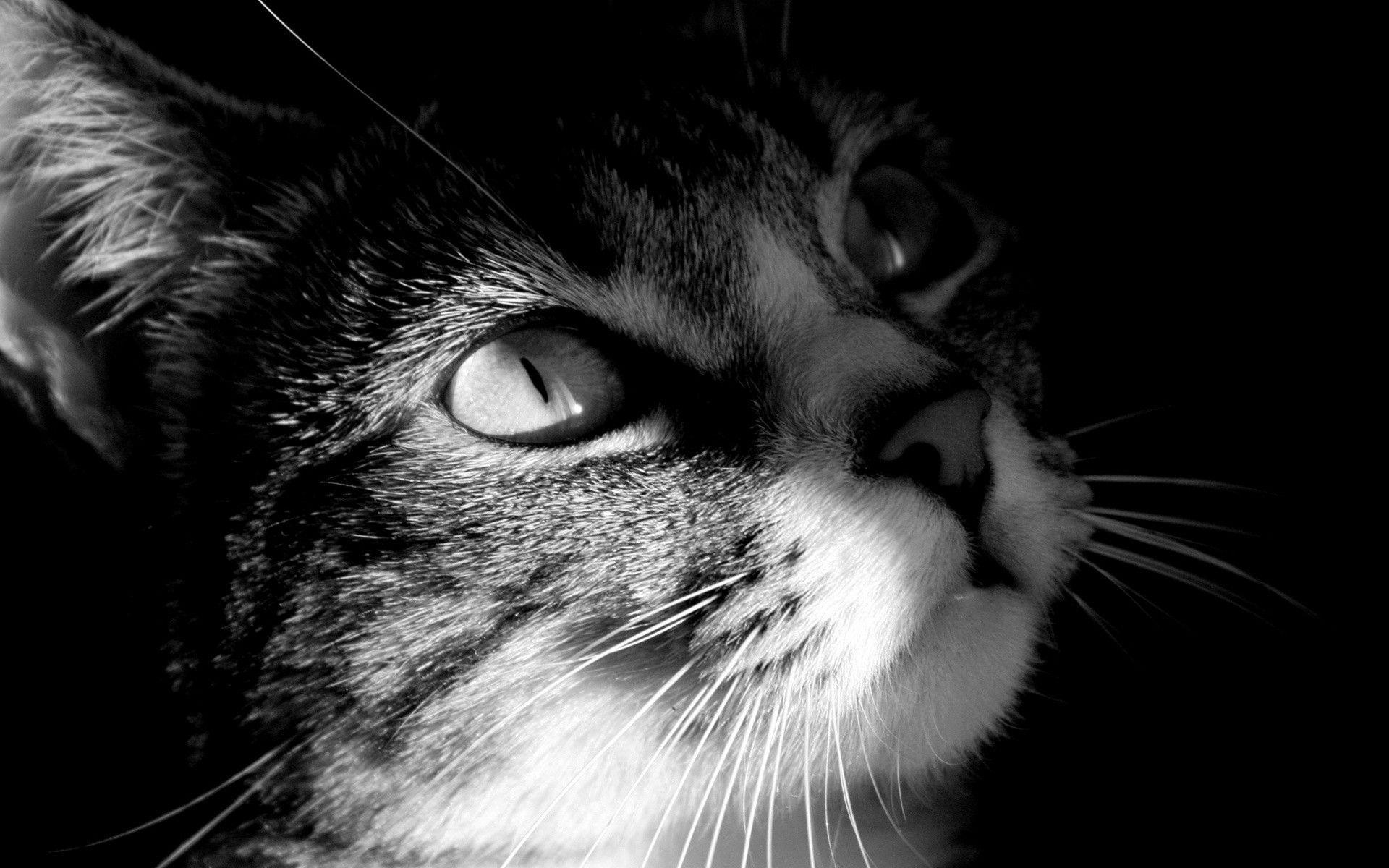HallRail.Com ~ 1270 Cute American Shorthair Kitten Desktop Hd