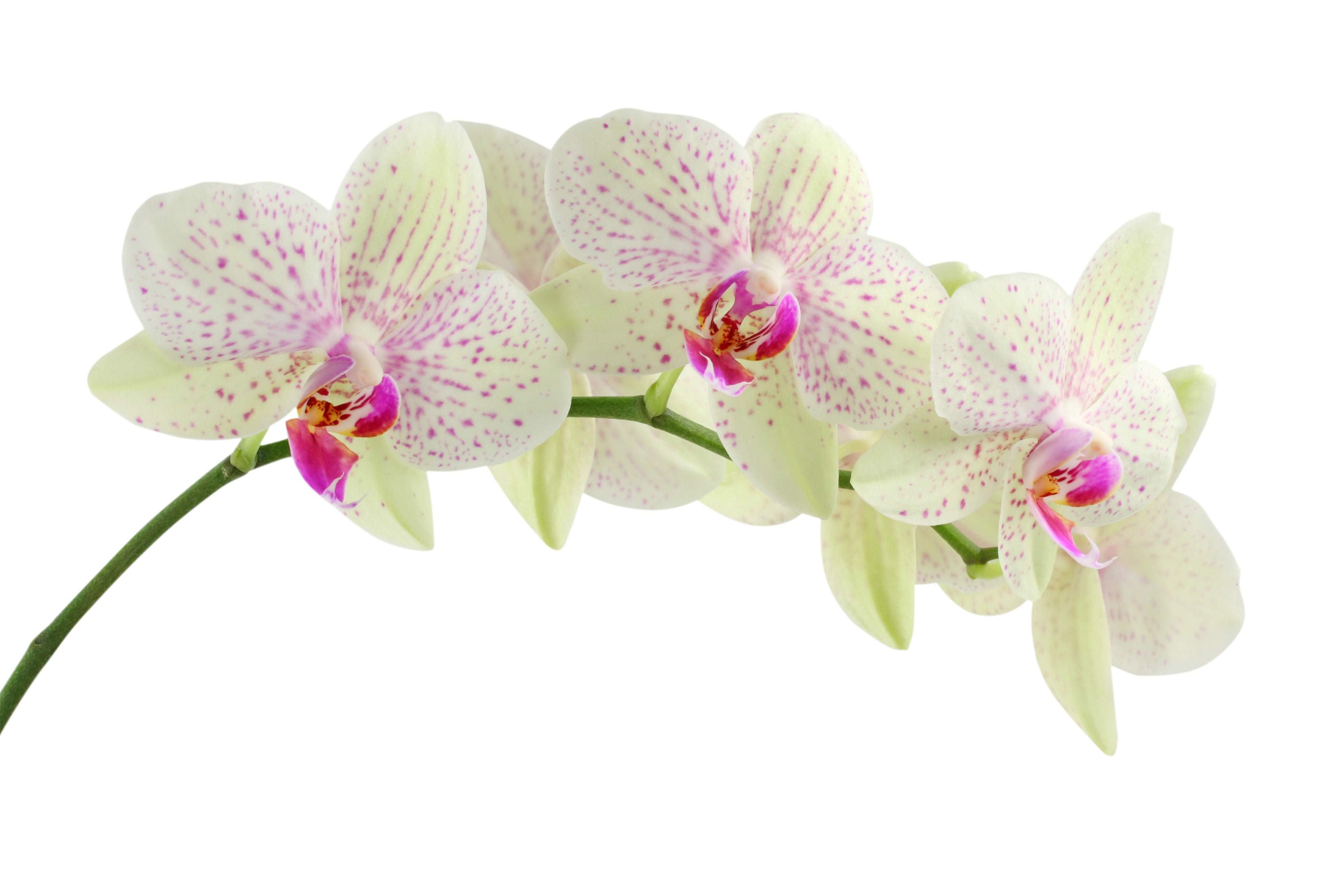 image For > Purple Orchids Wallpaper